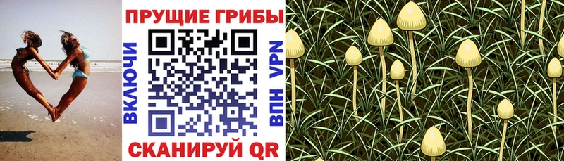 Псилоцибиновые грибы ЛСД  Чегем 